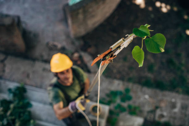 Professional Tree Removal in Vallejo, CA