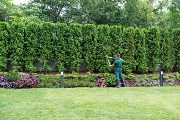 Best Tree and Shrub Care  in Vallejo, CA