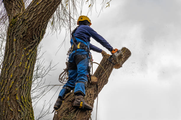 Best Hedge Trimming  in Vallejo, CA
