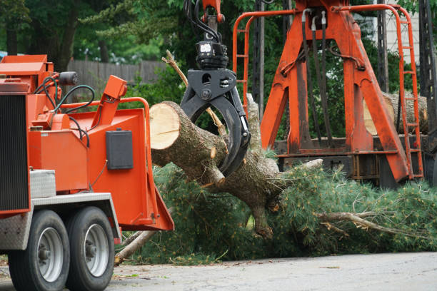 Best Grass Overseeding  in Vallejo, CA
